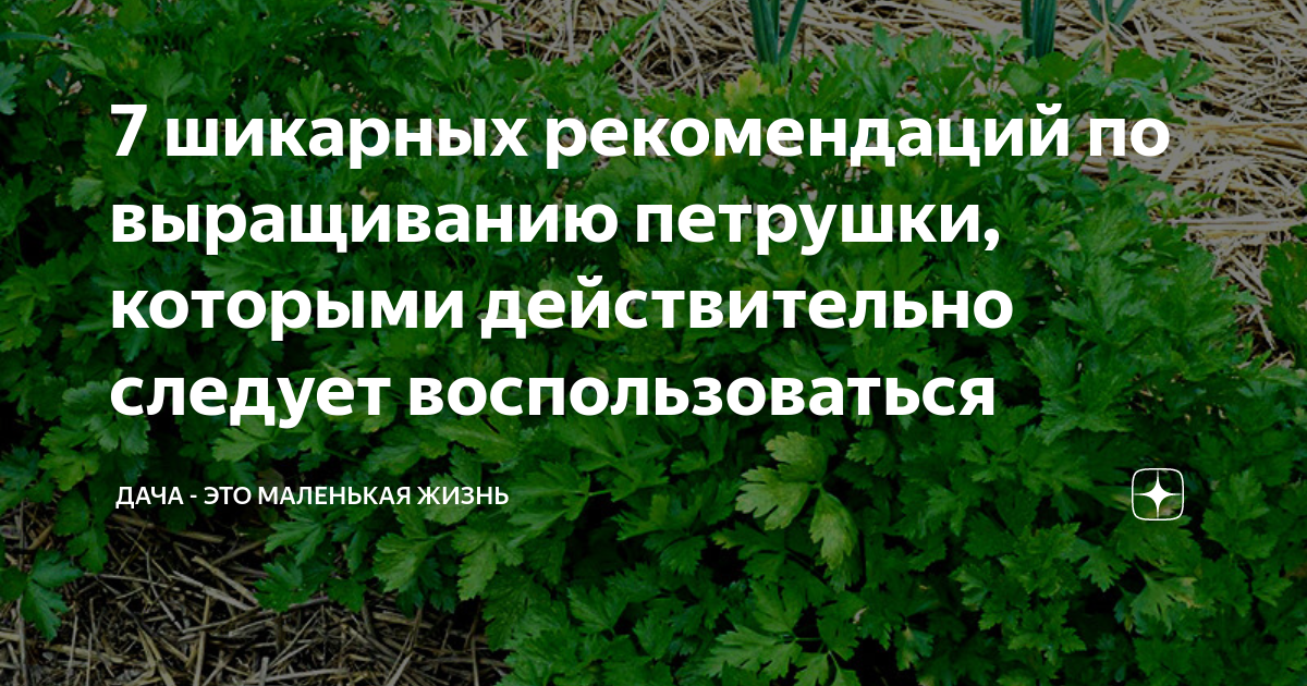 7 шикарных рекомендаций по выращиванию петрушки, которыми действительно ...