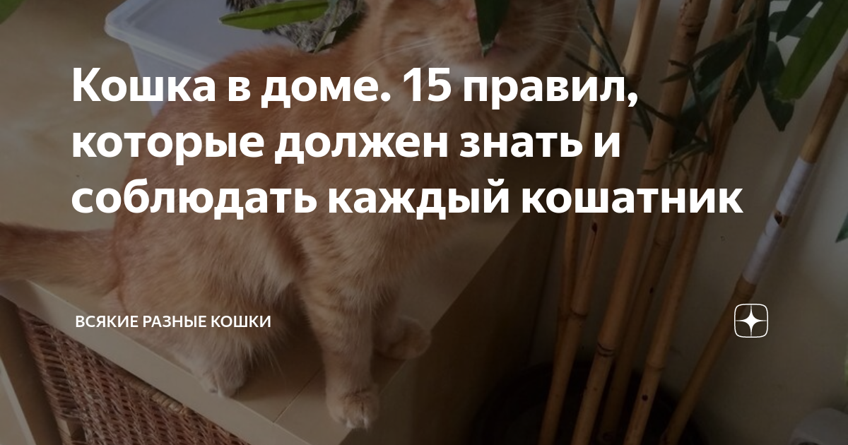 где кошкам лучше дома или на улице