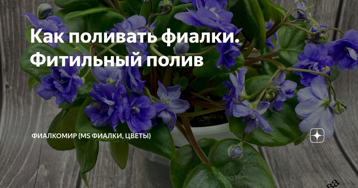 как правильно сделать фитильный полив для фиалок