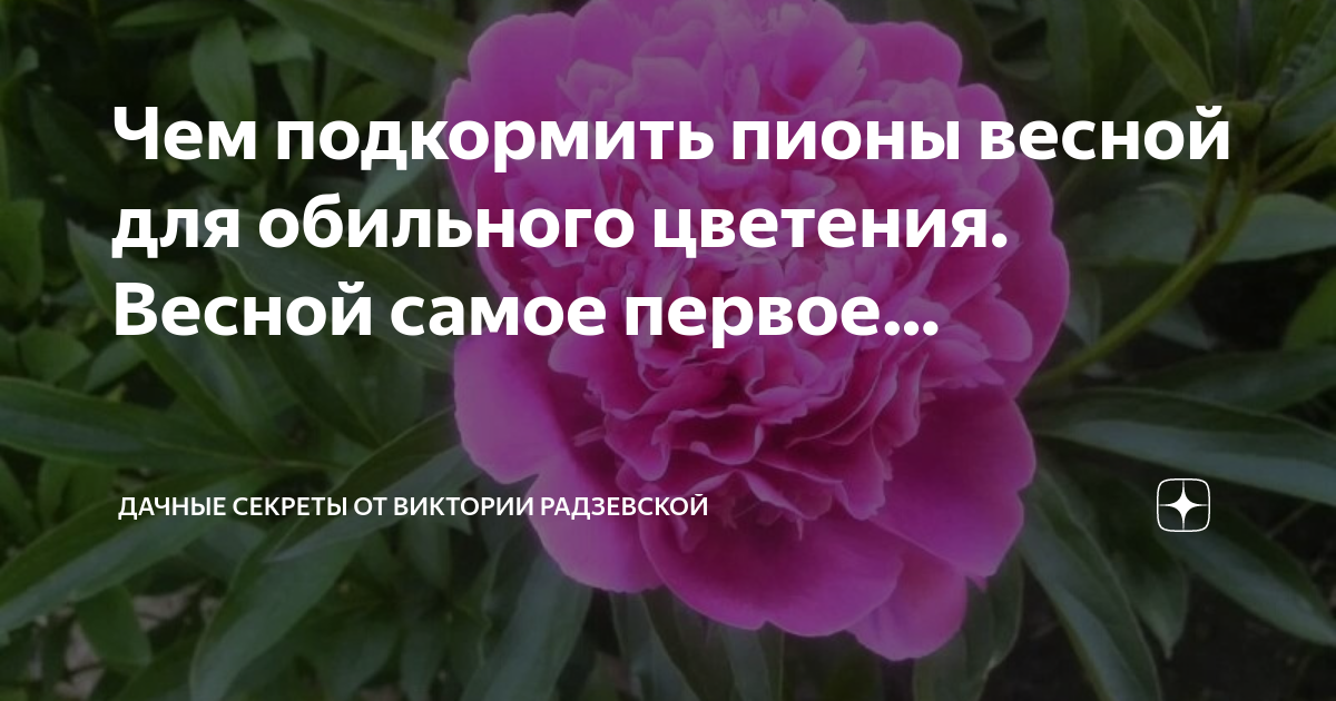 Чем подкормить георгины для обильного цветения. Подкормка пионов весной для обильного цветения. Подкормить пионы весной. Чем подкормить пионы весной для пышного цветения. Удобрить пионы весной для пышного цветения.