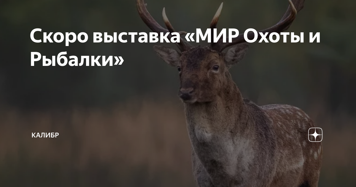 Скоро выставка «МИР Охоты и Рыбалки» | КАЛИБР | Дзен