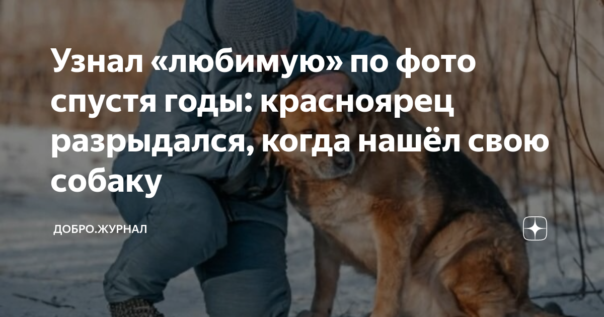 истории бездомных животных