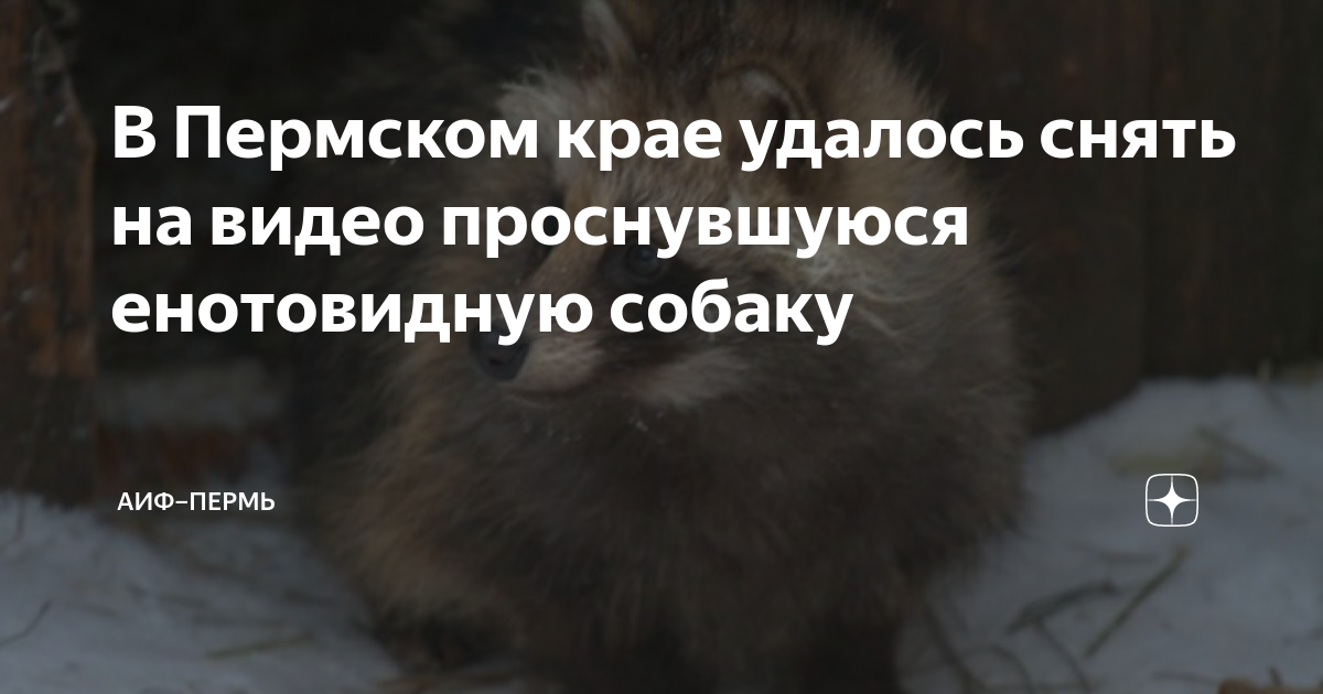 В Пермском крае удалось снять на видео проснувшуюся енотовидную собаку ...