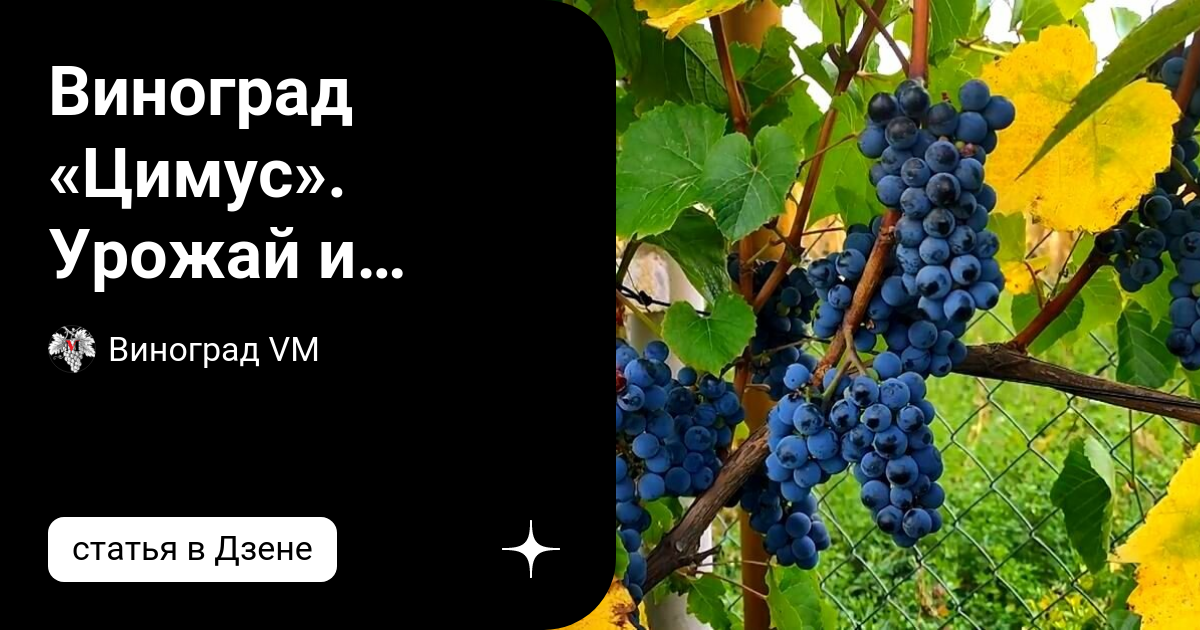 Виноград Цимус. Урожай и особенности технического сорта - YouTube