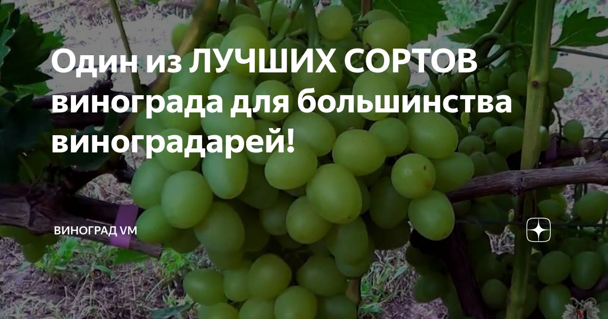 Один из ЛУЧШИХ СОРТОВ винограда для большинства виноградарей ...
