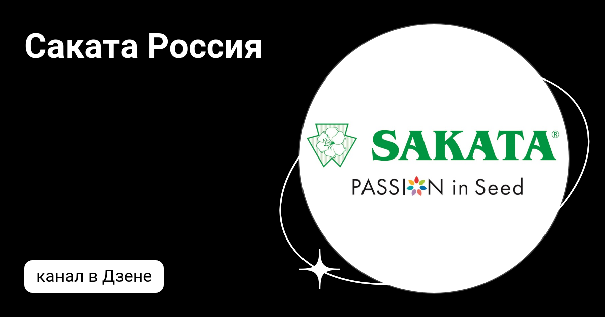 Саката Россия | Дзен