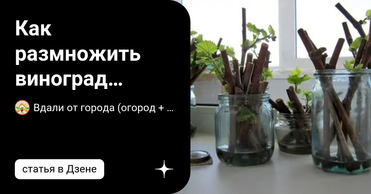 Размножение винограда черенками осенью сразу. Размножение винограда черенками. Чубуки винограда укоренение.