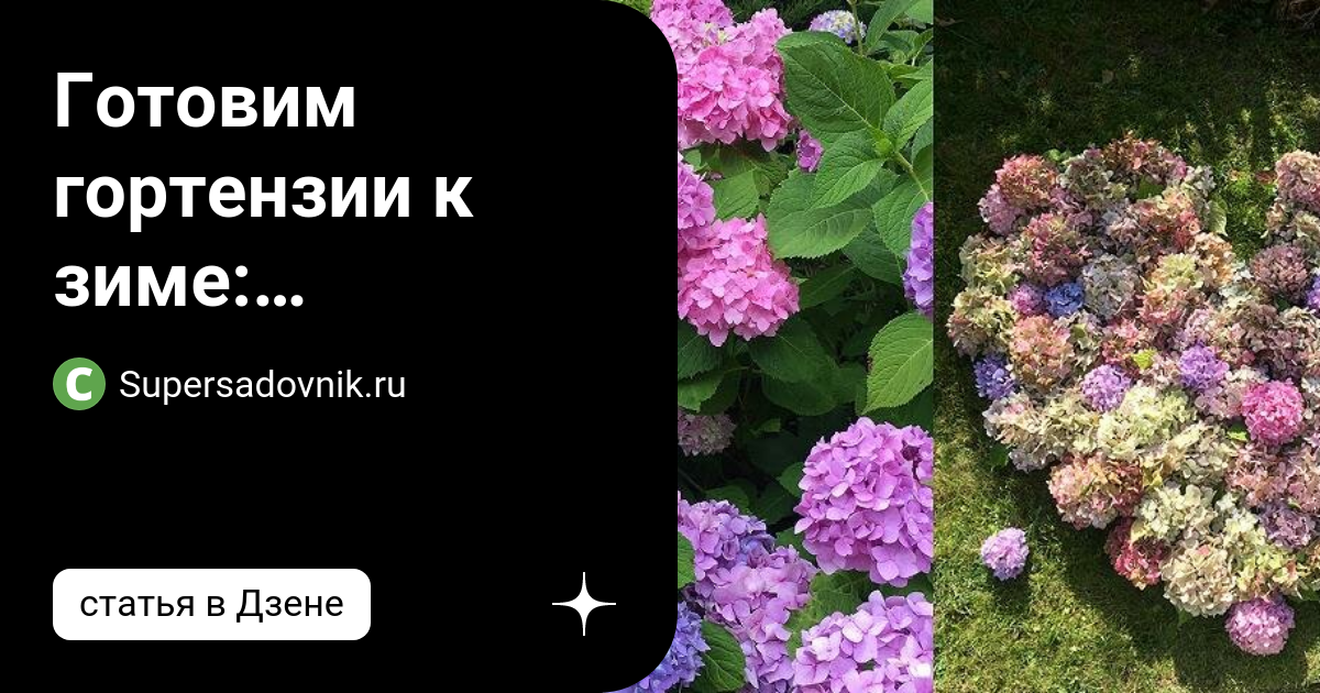Гортензии в саду на зиму. Добавка к гортензии.