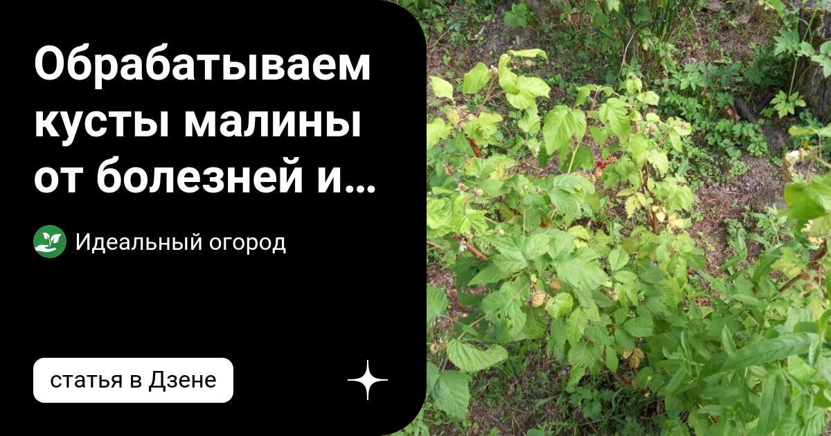 Обрабатываем кусты малины от болезней и вредителей: несколько советов ...