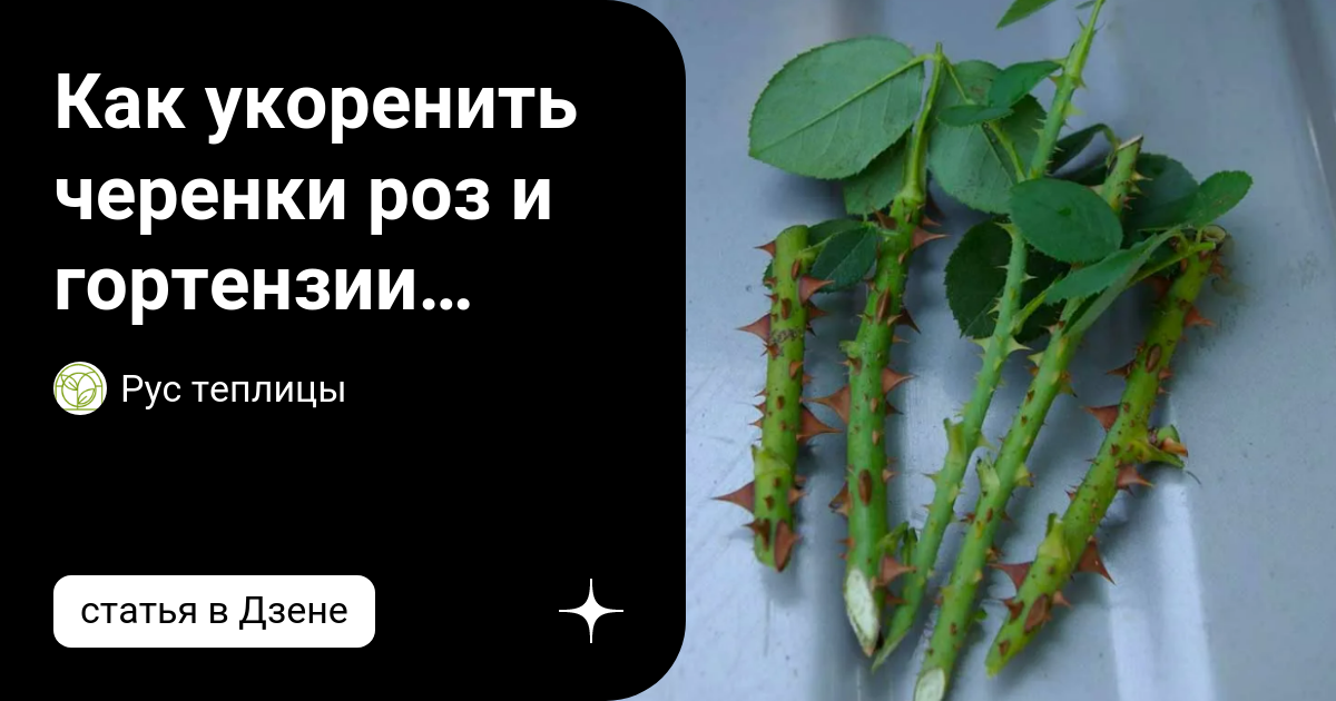 Как укоренить черенки роз и гортензии осенью | Рус теплицы | Дзен