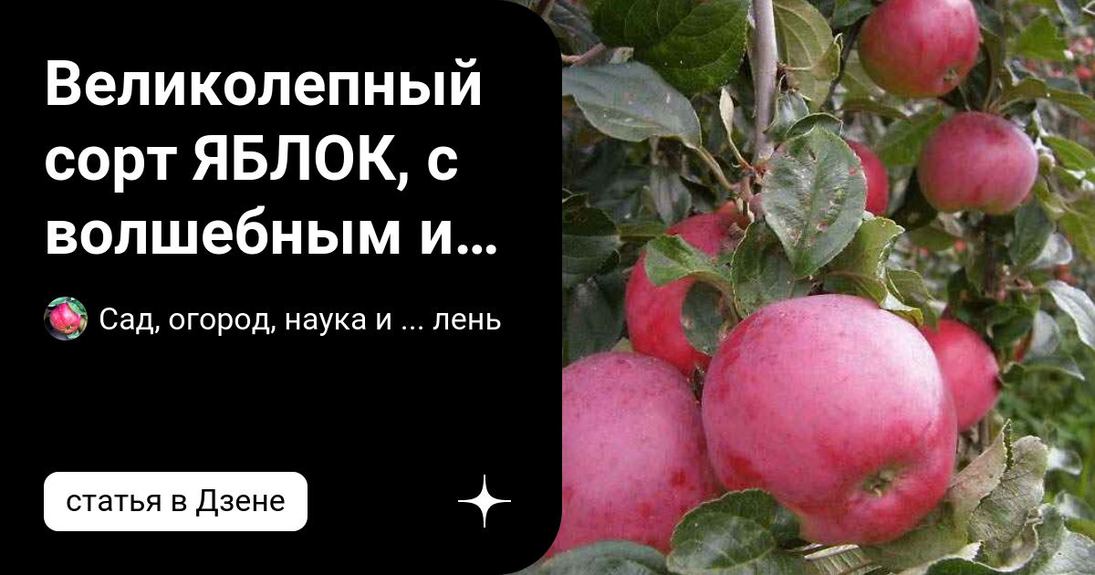 ранний-зимний сорт яблок 5 букв