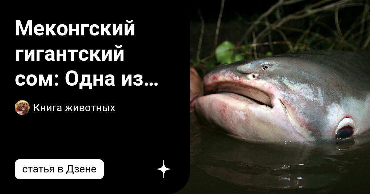 Меконгский гигантский сом: Одна из крупнейших пресноводных рыб мира ...