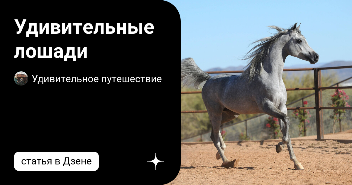 Удивительные лошади | Удивительное путешествие | Дзен