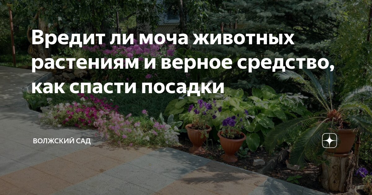 покажет ли моча никотин