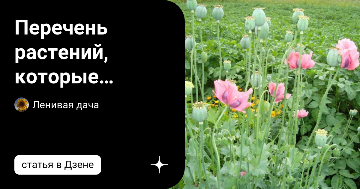 Перечень растений, которые запрещено выращивать на даче. Разбираюсь ...
