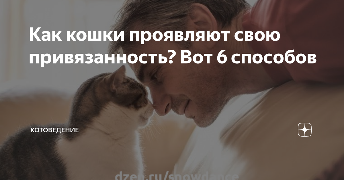 как ведет себя кошка перед родами хозяйки