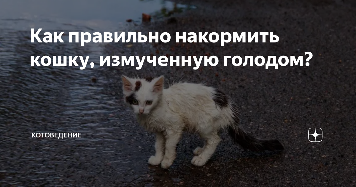 Определите оптимальное количество приемов пищи