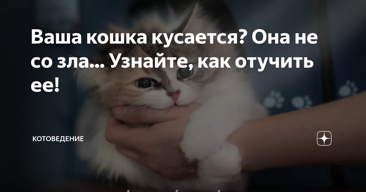 что делать если кошка не кушает и вялая