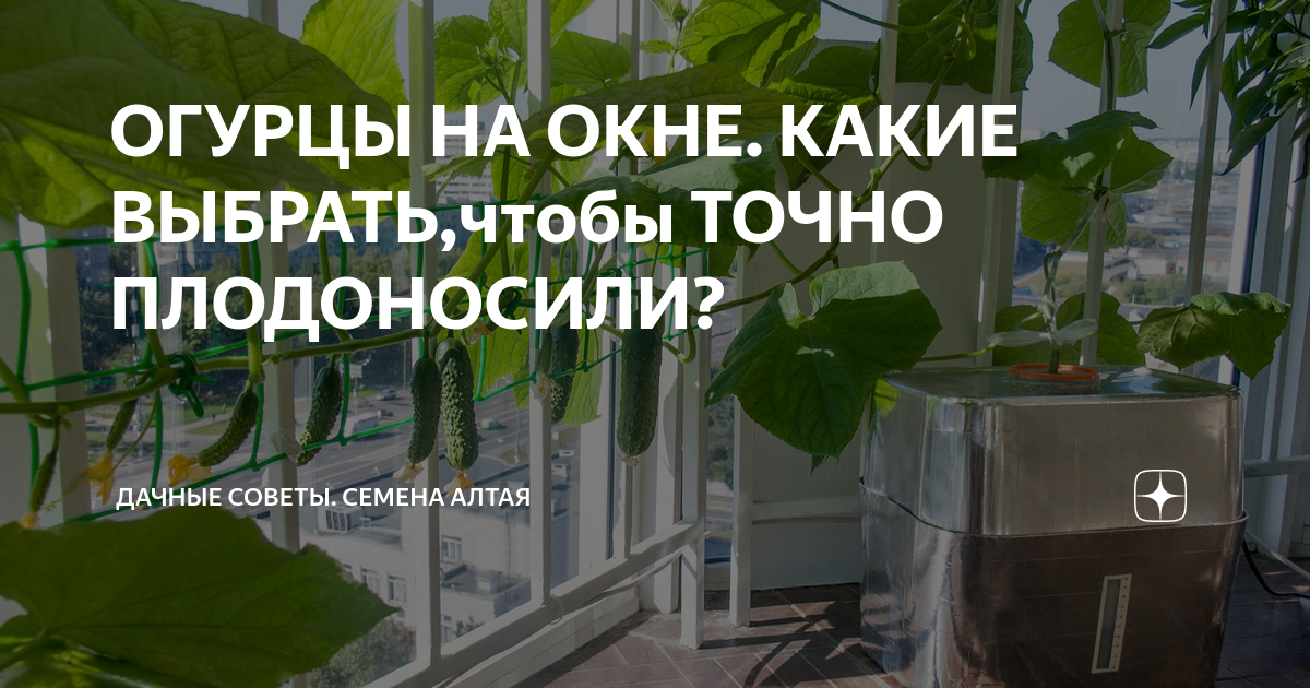 ОГУРЦЫ НА ОКНЕ. КАКИЕ ВЫБРАТЬ,чтобы ТОЧНО ПЛОДОНОСИЛИ? | Семена Алтая ...