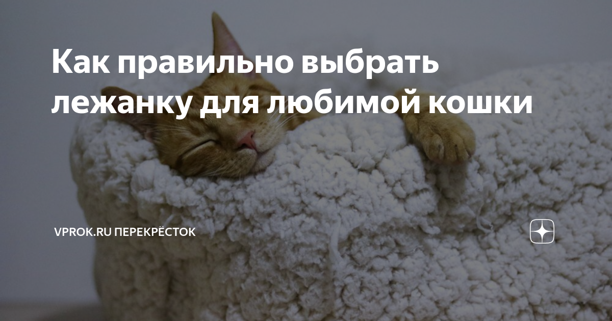 Как правильно выбрать лежанку для любимой кошки | Vprok.ru Перекрёсток ...