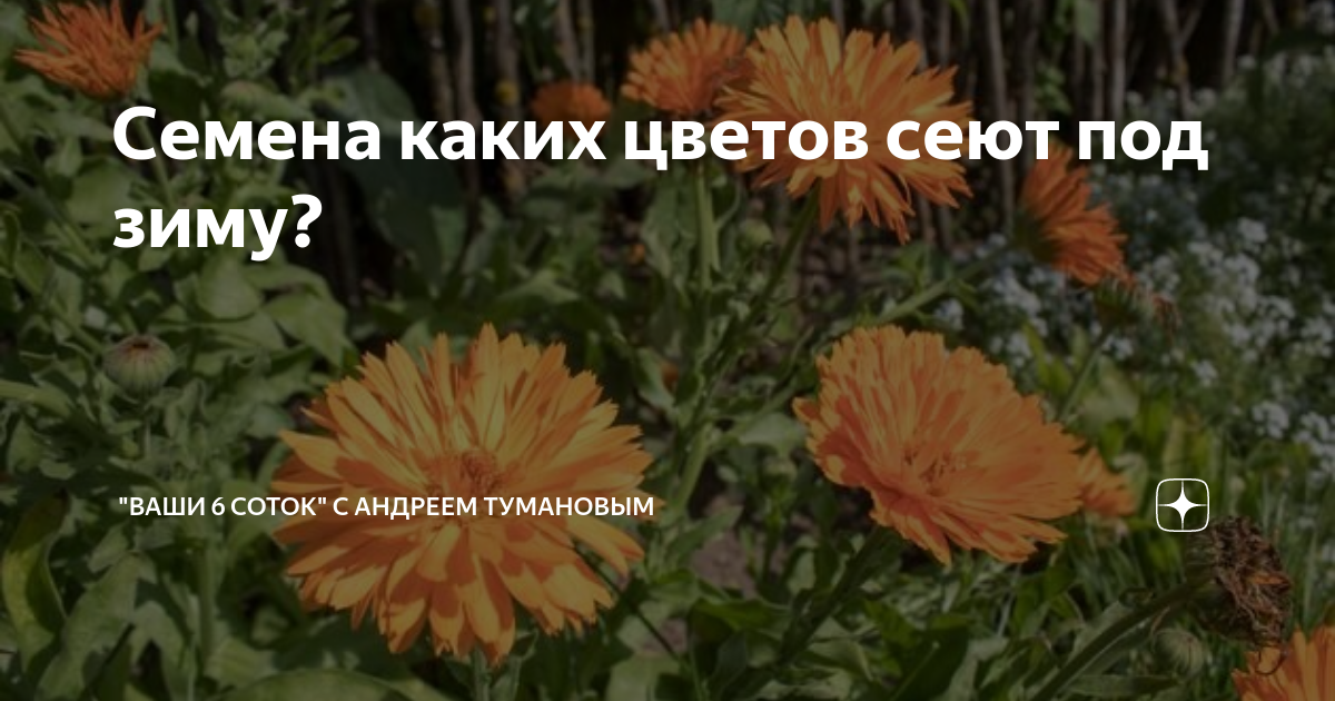 Семена каких цветов сеют под зиму? | "Ваши 6 соток" с Андреем Тумановым ...