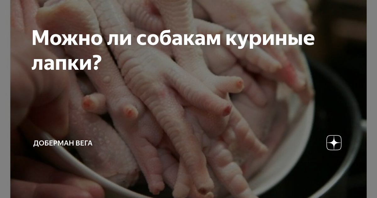 Можно ли собакам куриные лапки? | Доберман Вега | Дзен