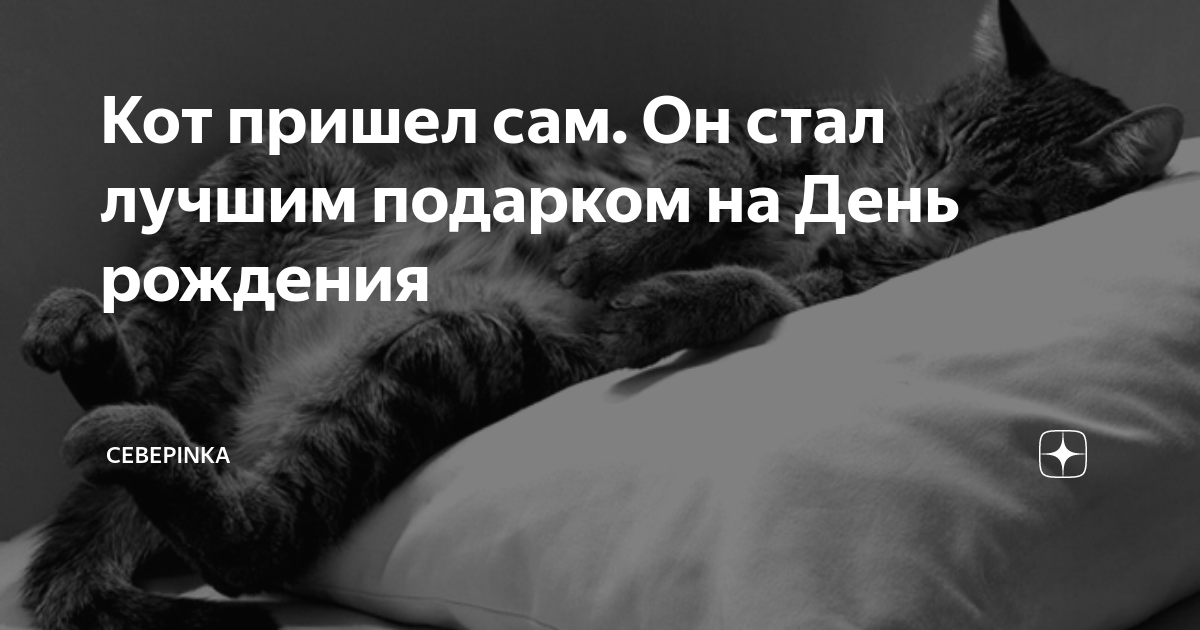 Кот пришел сам