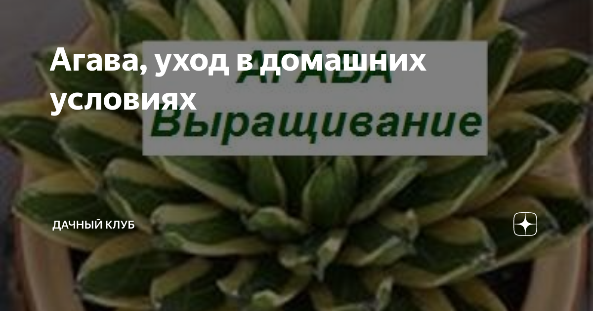 Агава – уход в домашних условиях за суккулентами и условия их развития + Видео