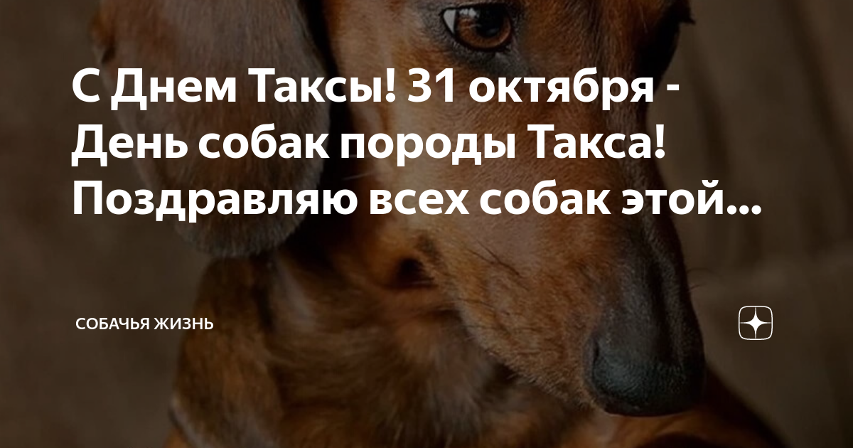 С Днем Таксы! 31 октября - День собак породы Такса! Поздравляю всех ...