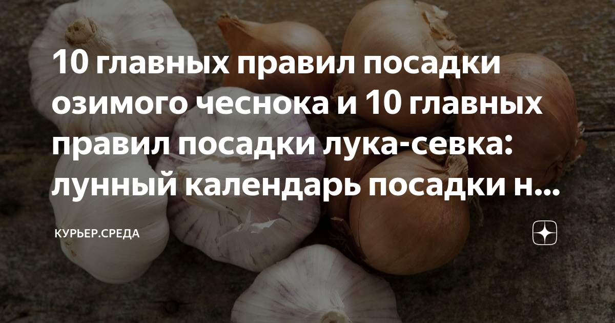 Когда посадить озимый лук. Чеснок Даниловский