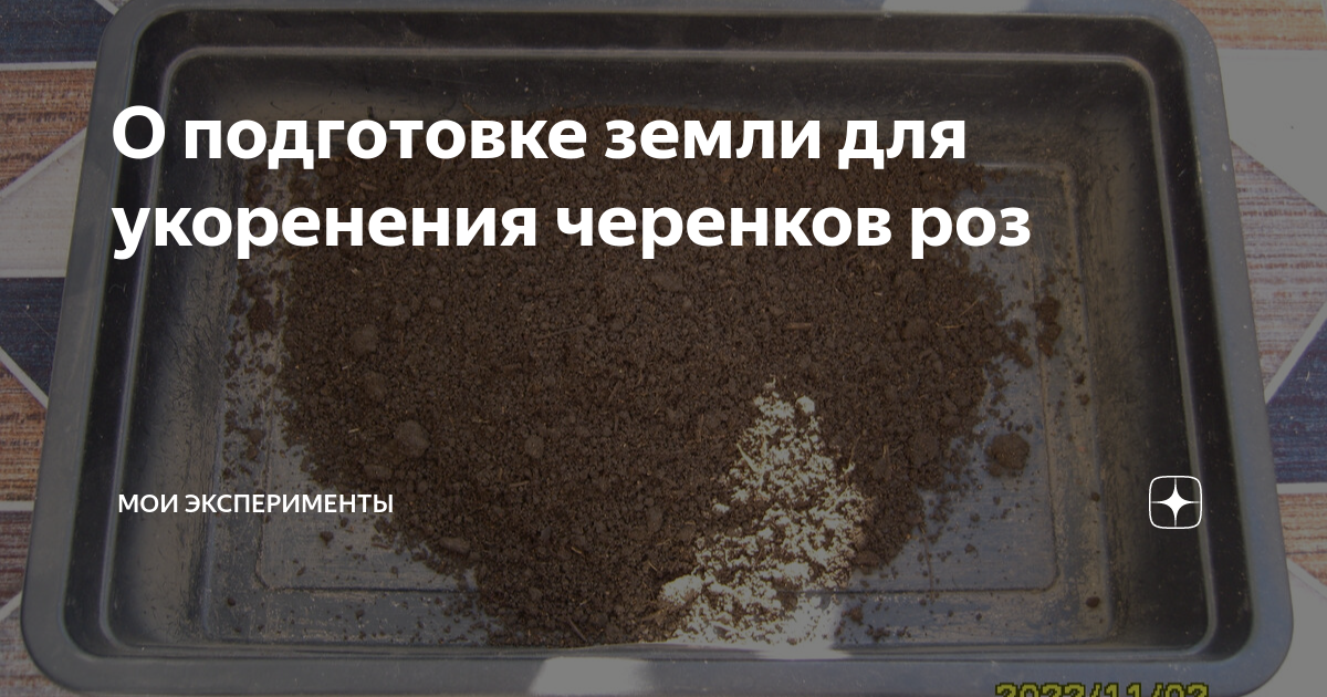 О подготовке земли для укоренения черенков роз | Мои эксперименты | Дзен