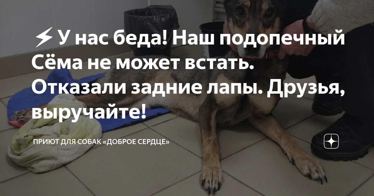 У собаки отказывают лапы. Что может случиться собака. Дружба выручит нас.