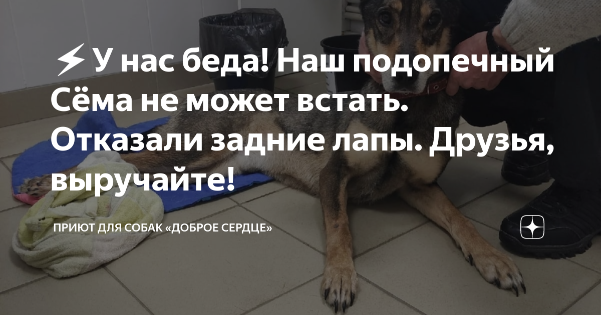 Кота подрали собаки и теперь не может встать на задние лапы, что делать?