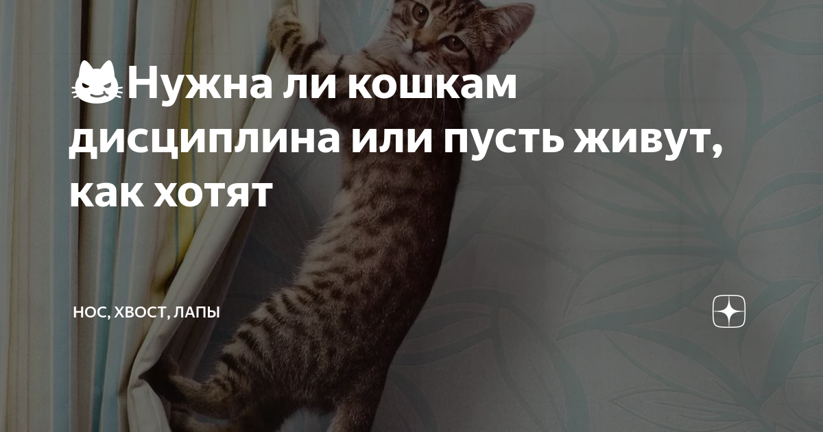 😼Нужна ли кошкам дисциплина или пусть живут, как хотят | Нос, хвост ...