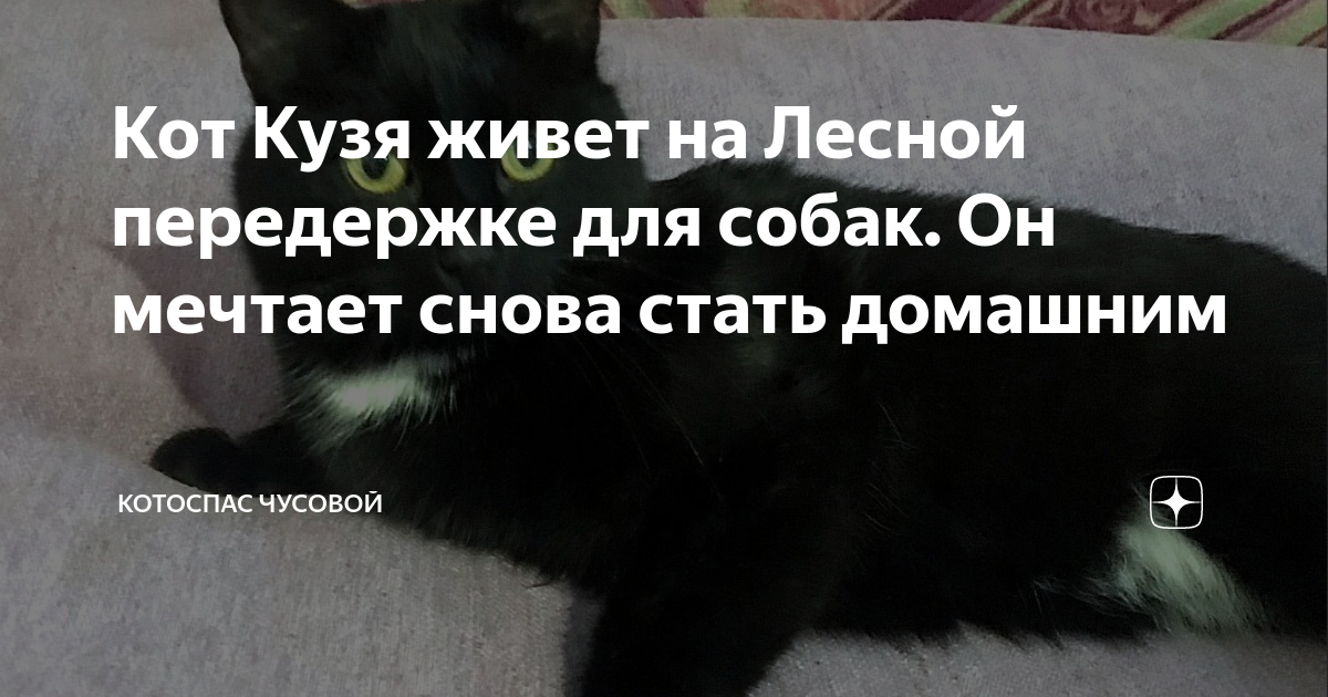Кот Кузя живет на Лесной передержке для собак. Он мечтает снова стать ...