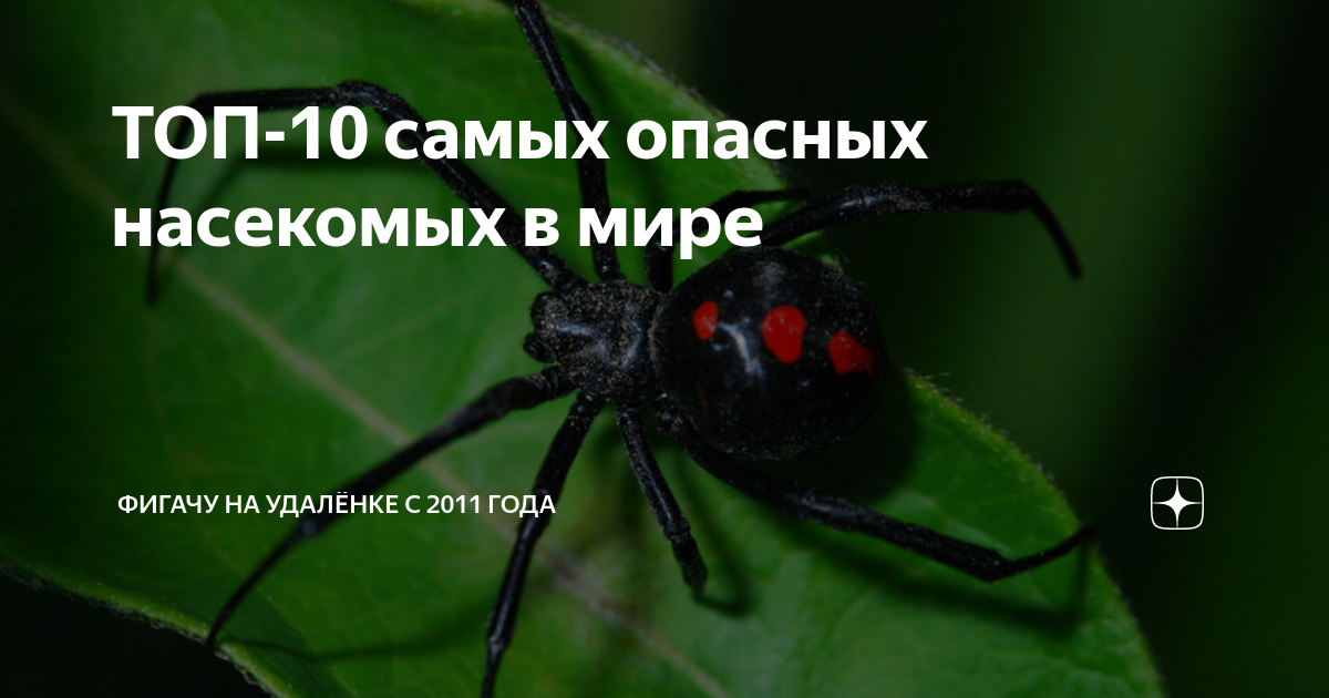 ТОП-10 самых опасных насекомых в мире | Фигачу на удалёнке с 2011 года ...
