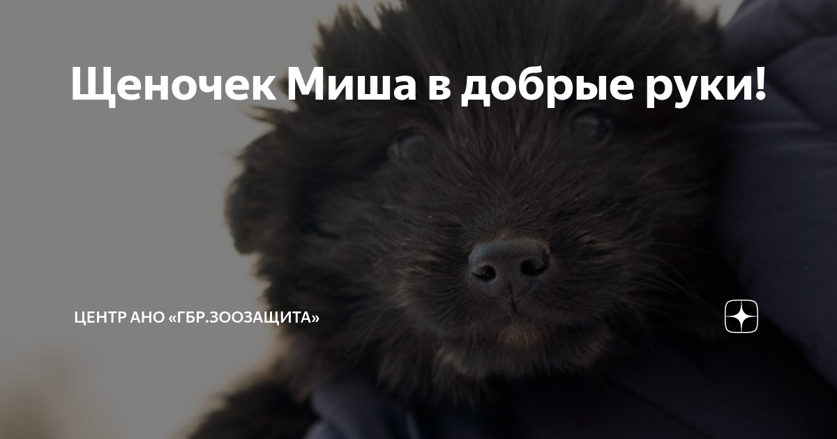 Щеночек Миша в добрые руки! | Центр АНО «ГБР.ЗООЗАЩИТА» | Дзен
