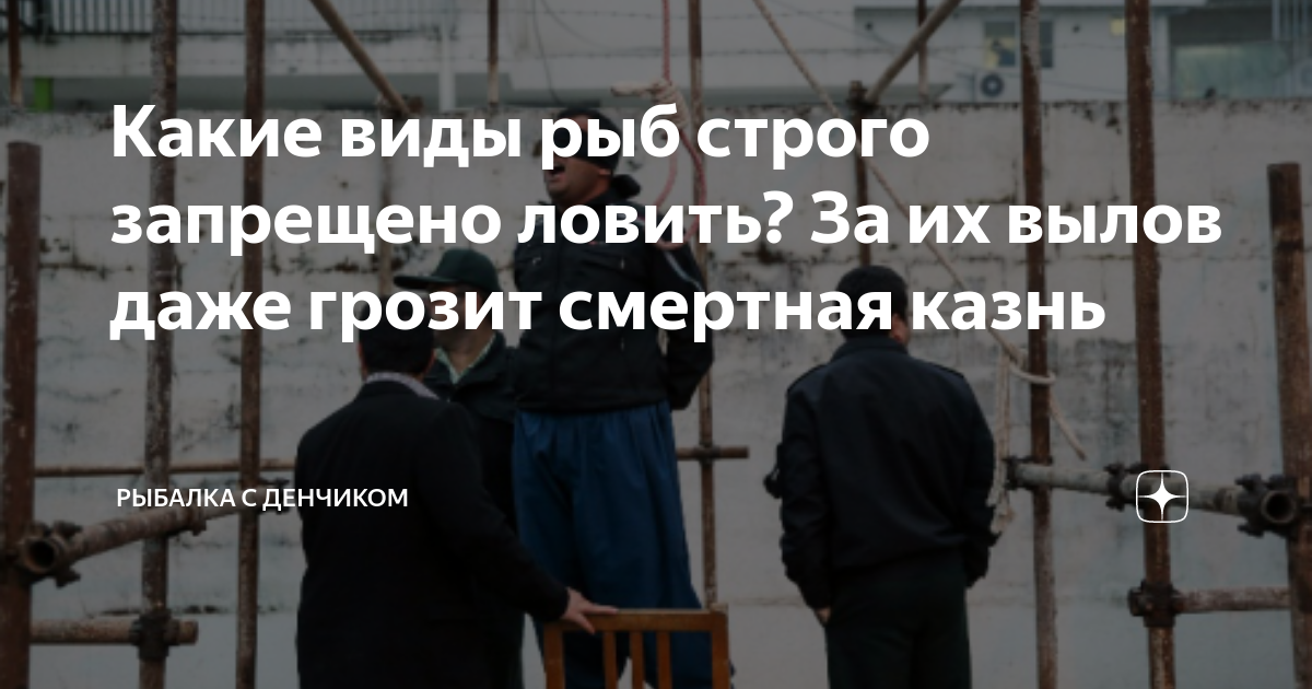 Какие виды рыб строго запрещено ловить? За их вылов даже грозит ...
