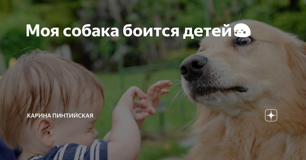 Собака карины палецких