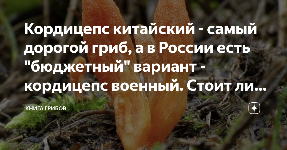 Кордицепс китайский - самый дорогой гриб, а в России есть "бюджетный ...