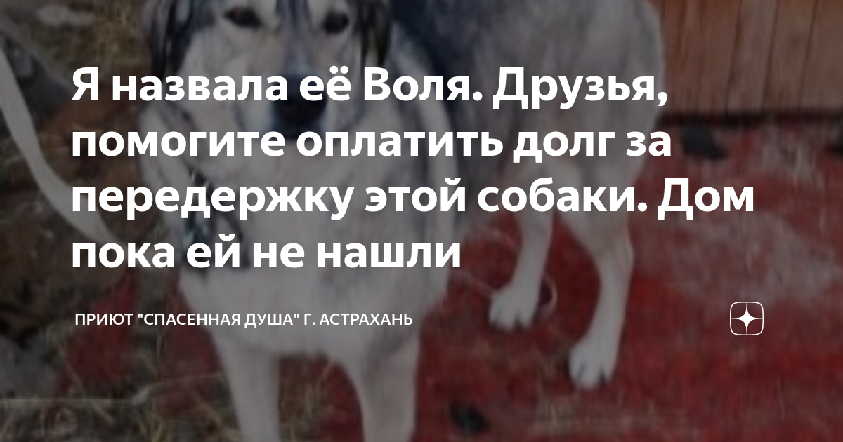 Я назвала её Воля. Друзья, помогите оплатить долг за передержку этой ...