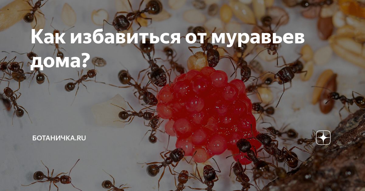 САМЫЕ БЕСЯЧИЕ МУРАВЬИ - camponotus pseudoirritans!