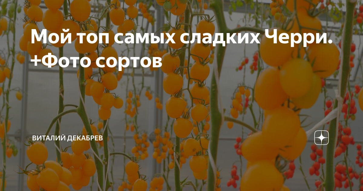Мой топ самых сладких Черри. +Фото сортов | Дачный Угодник Виталий ...