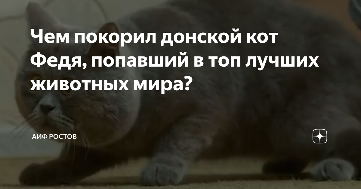 Вечно удивлённый кот Федя из Ростова покорил соцсети - ГлагоL