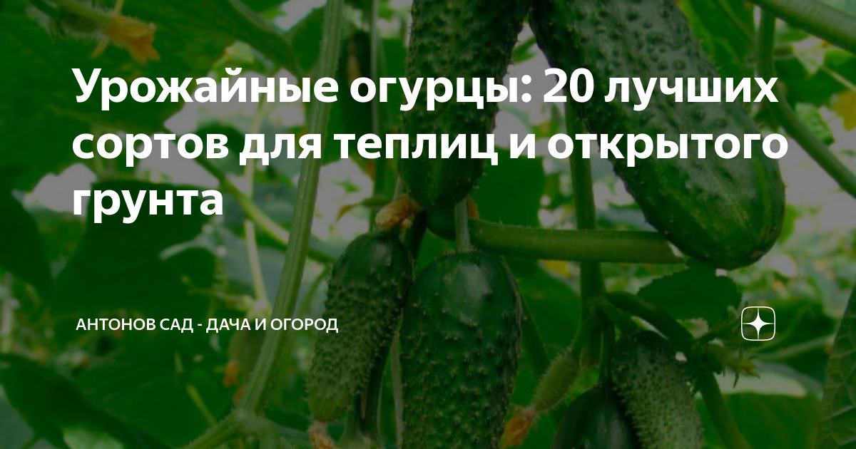 Огурцы сорта высокоурожайные для теплиц. Самые урожайные огурцы для теплиц. Урожайный огурцы в открытый грунт.