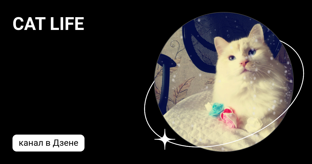 Catlife форум. Catlife форум