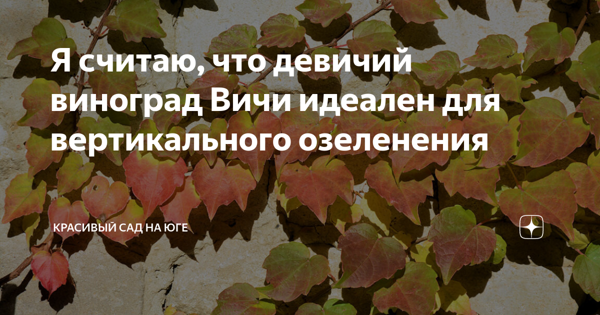 Я считаю, что девичий виноград Вичи идеален для вертикального озеленения