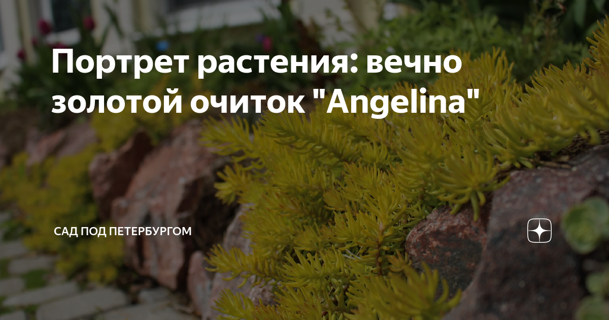 Портрет растения: вечно золотой очиток "Angelina" | Сад под Петербургом ...