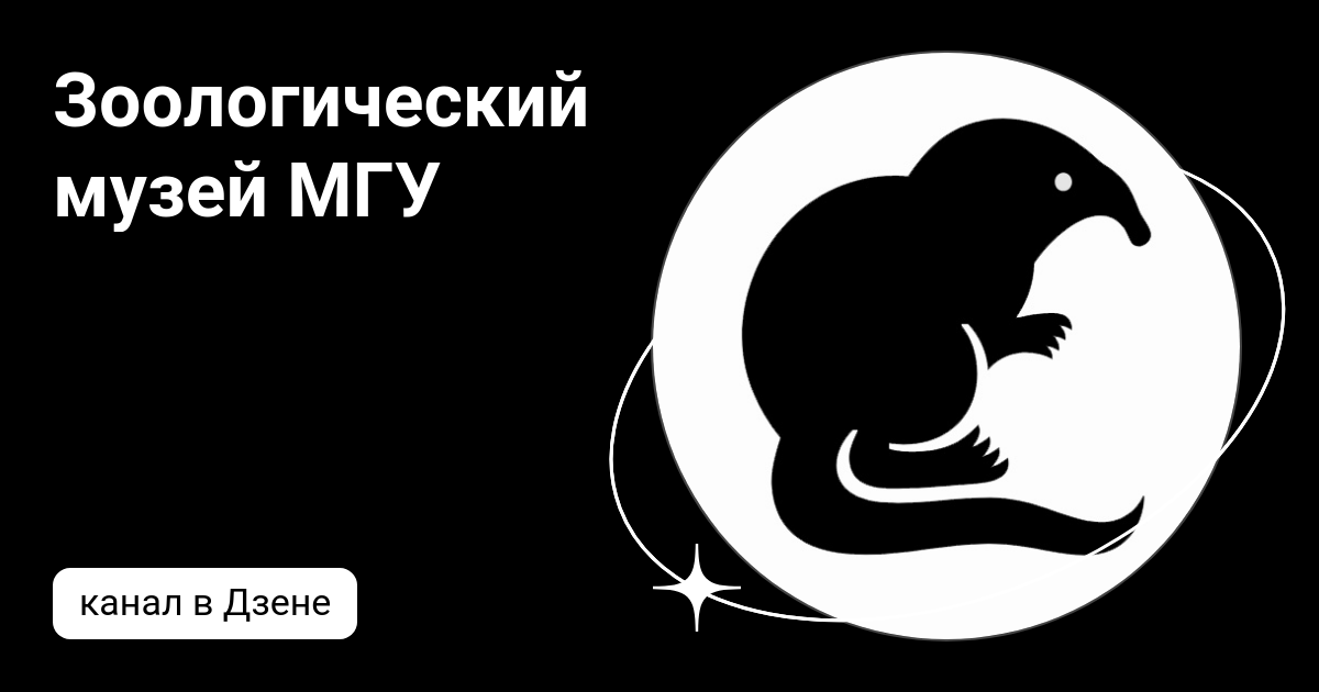 Зоологический музей МГУ | Дзен