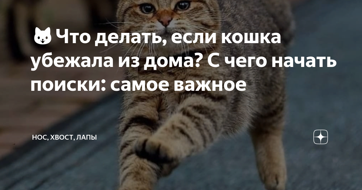 Пропала кошка: что делать, если потерялась кошка? | Royal Canin